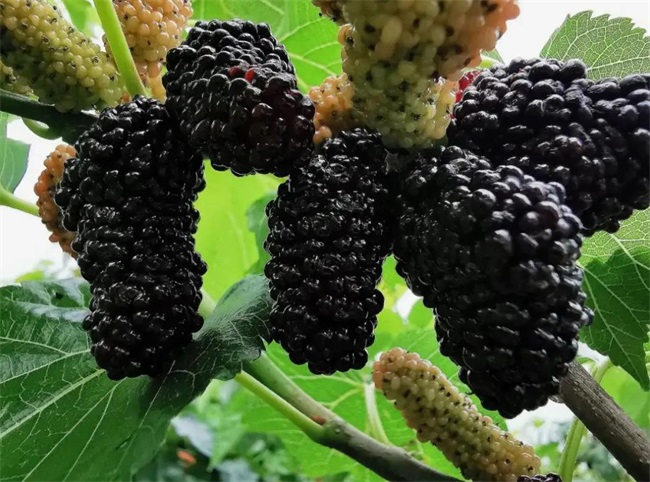 四川節能高效的空氣能熱泵烘干設備