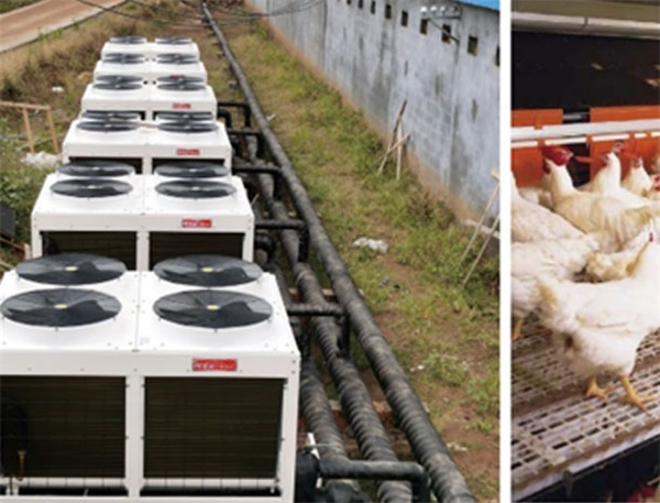 溫暖過寒冬：華天成空氣能熱泵深受養殖大棚喜愛