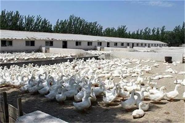 高效安全的供暖設(shè)備助力養(yǎng)殖山東肉鴨
