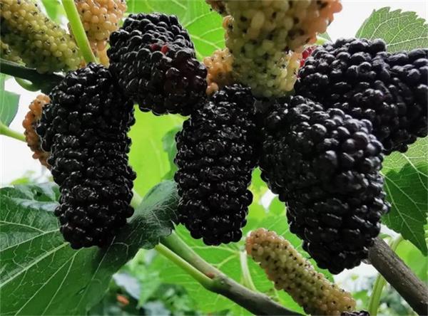 水果種植基地選擇大型烘干機，推薦哪家空氣能廠家？