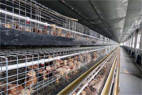 養(yǎng)殖業(yè)革新與恒溫技術探秘：什么是空氣源熱泵采暖