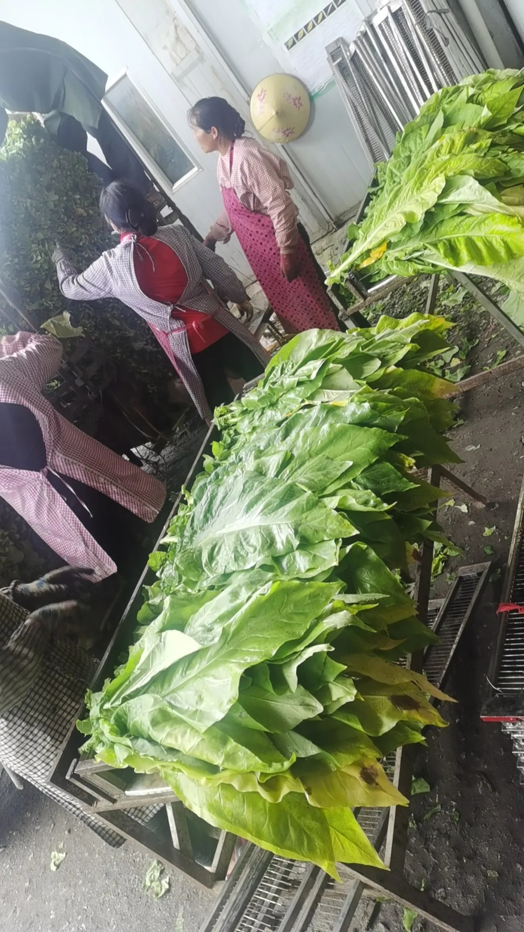 云南多地革新傳統烘干——華天成2000套烘干項目助力農戶降本增效！