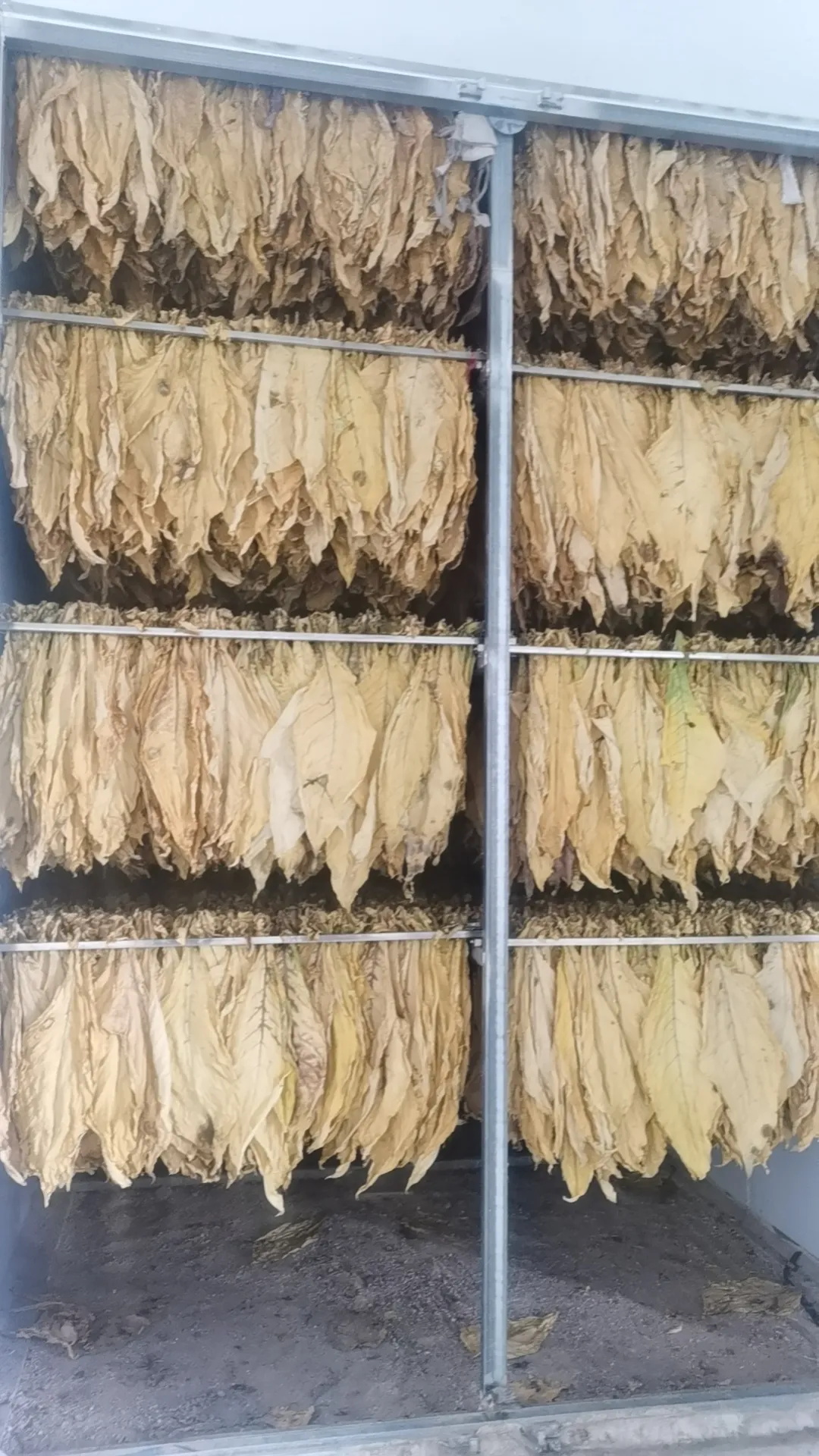 云南多地革新傳統烘干——華天成2000套烘干項目助力農戶降本增效！