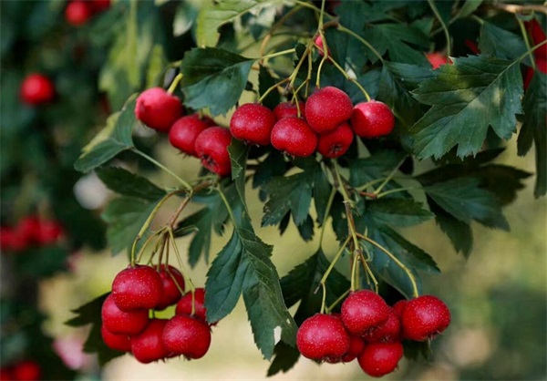 水果大型空氣能烘干機該如何選擇信賴廠家？