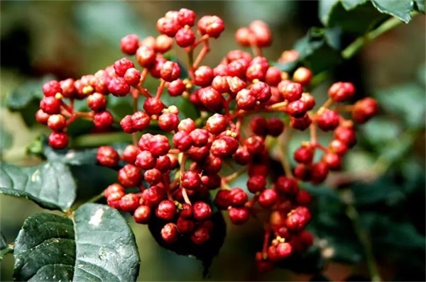 空氣能熱泵機組：高效且節能的烘干解決方案