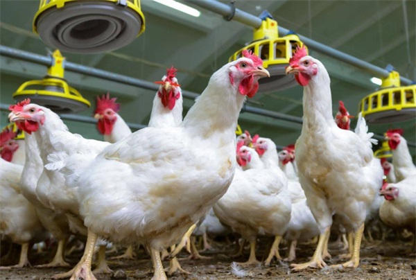 提升養(yǎng)殖場(chǎng)效率，空氣源熱泵供暖系統(tǒng)來助力